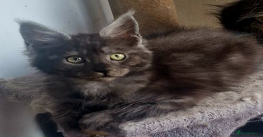 Maine Coon cats - Advert 4
