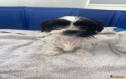 Shih Tzu dogs for sale: Shih Tzu Puppies - Image 2