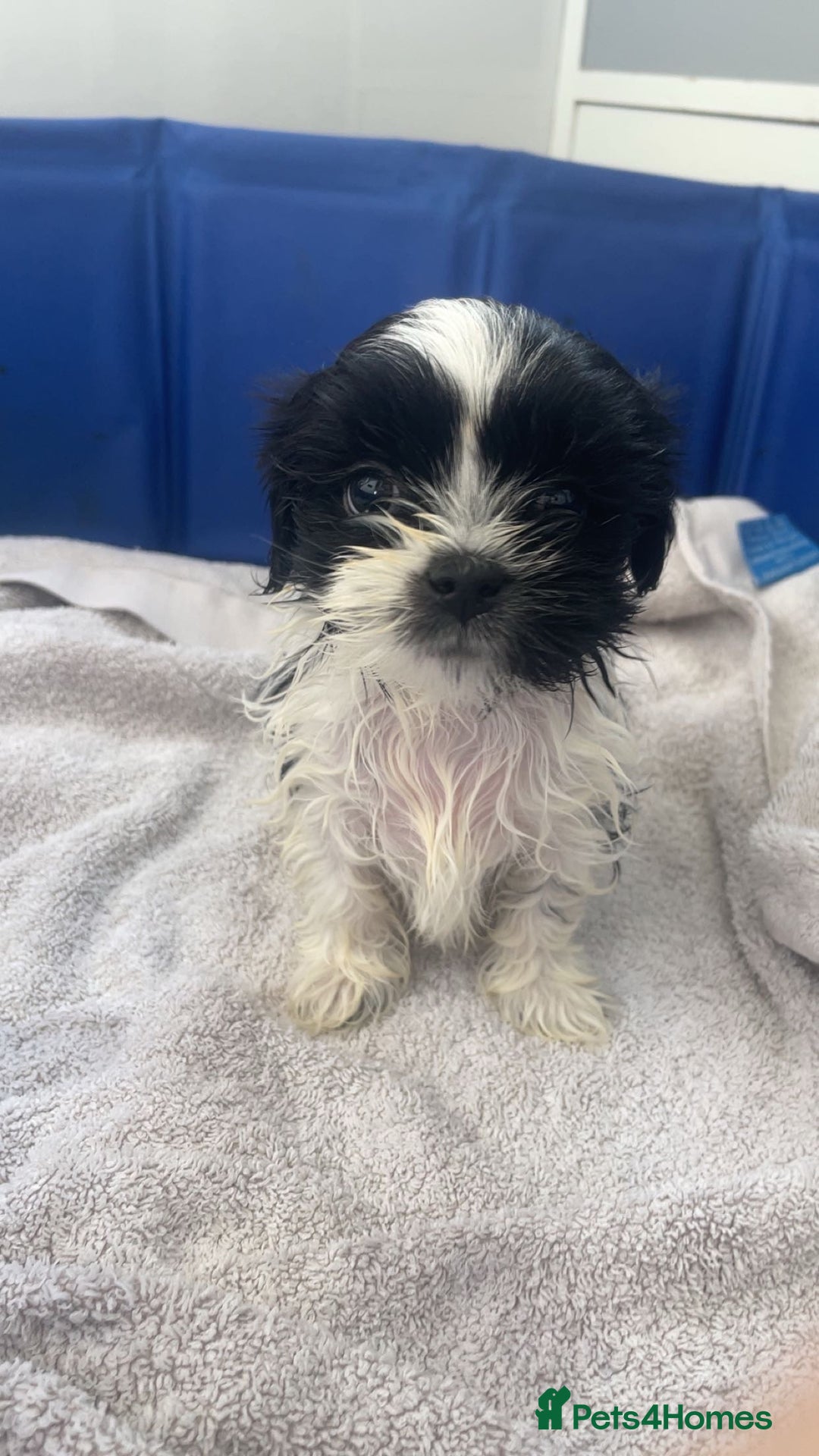 Shih Tzu dogs for sale: Shih Tzu Puppies - Image 2