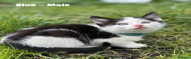 Mixed Breed Kitten 1