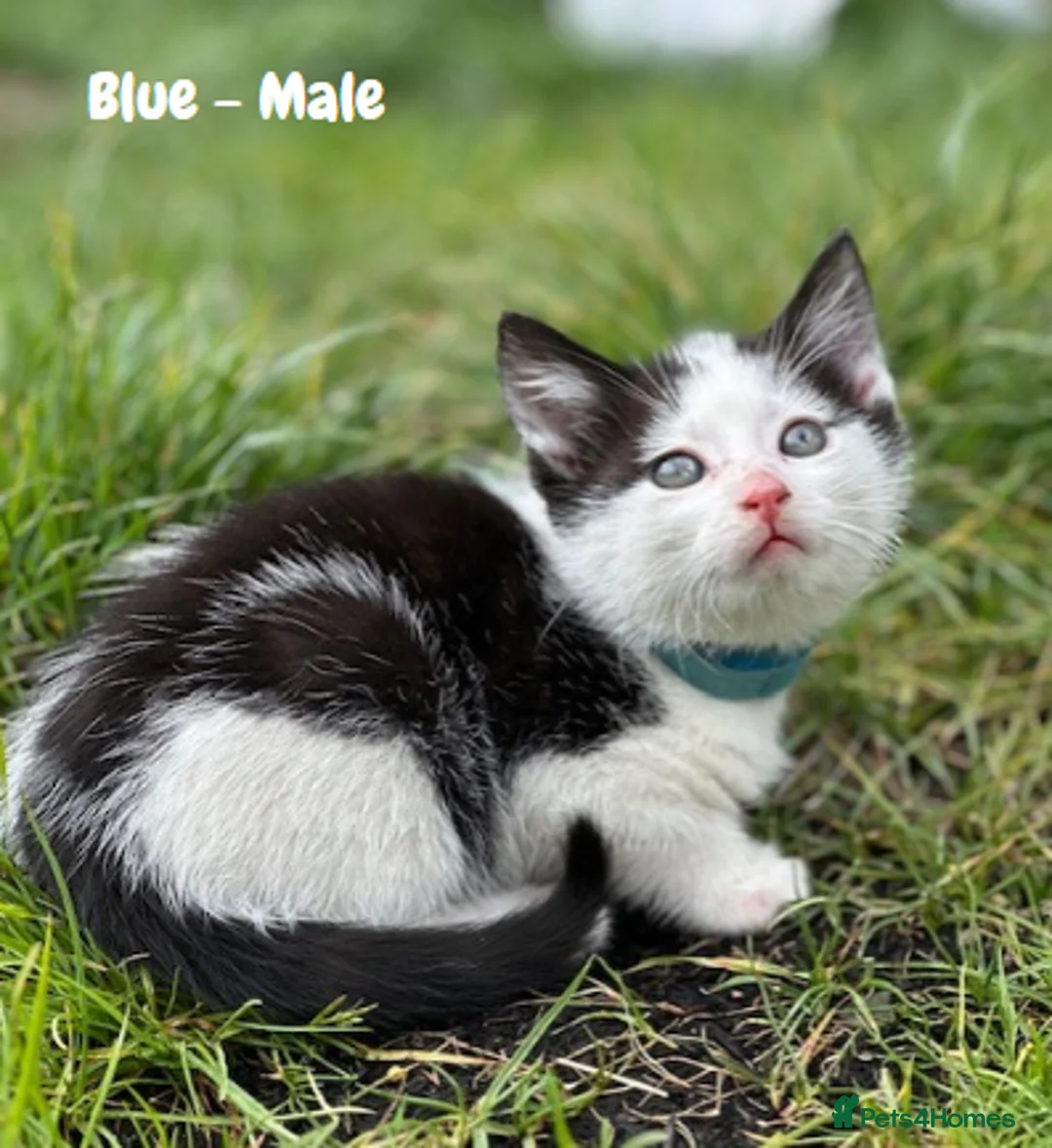 Mixed Breed cats for sale: Fluffy, Happy, Healthy Kittens! in Bungay - Advert 15
