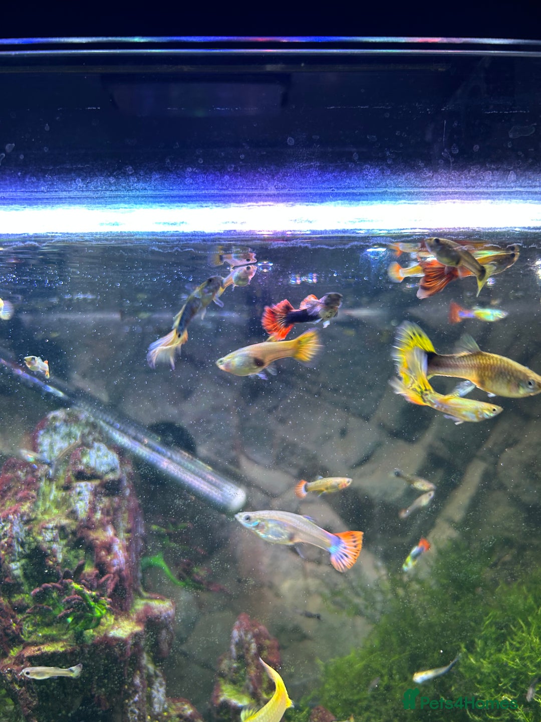Other/Mixed Breed fish for sale: Guppies - Image 3