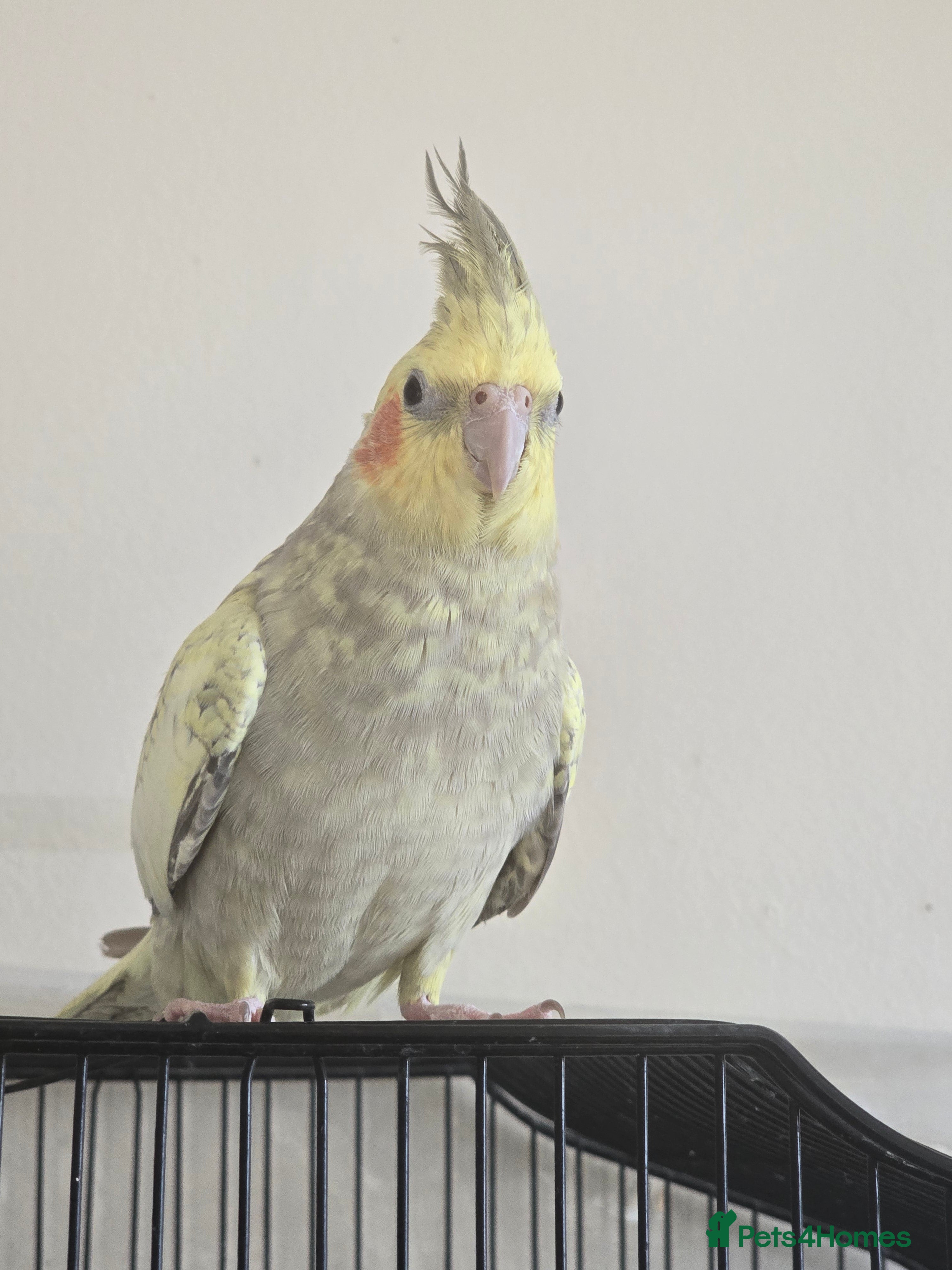 Cockatiels birds Pair of cockatiels for sale (read description) - Advert 3