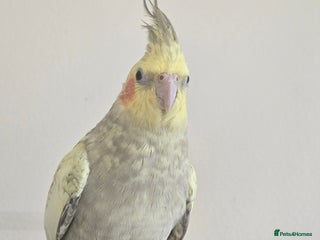 Cockatiels birds Pair of cockatiels for sale (read description) - Advert 3