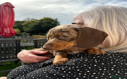 Miniature Dachshund dogs for sale: *READY NOW! 2 STUNNING KC REG MINI DACHSHUND BOYS* - Image 32