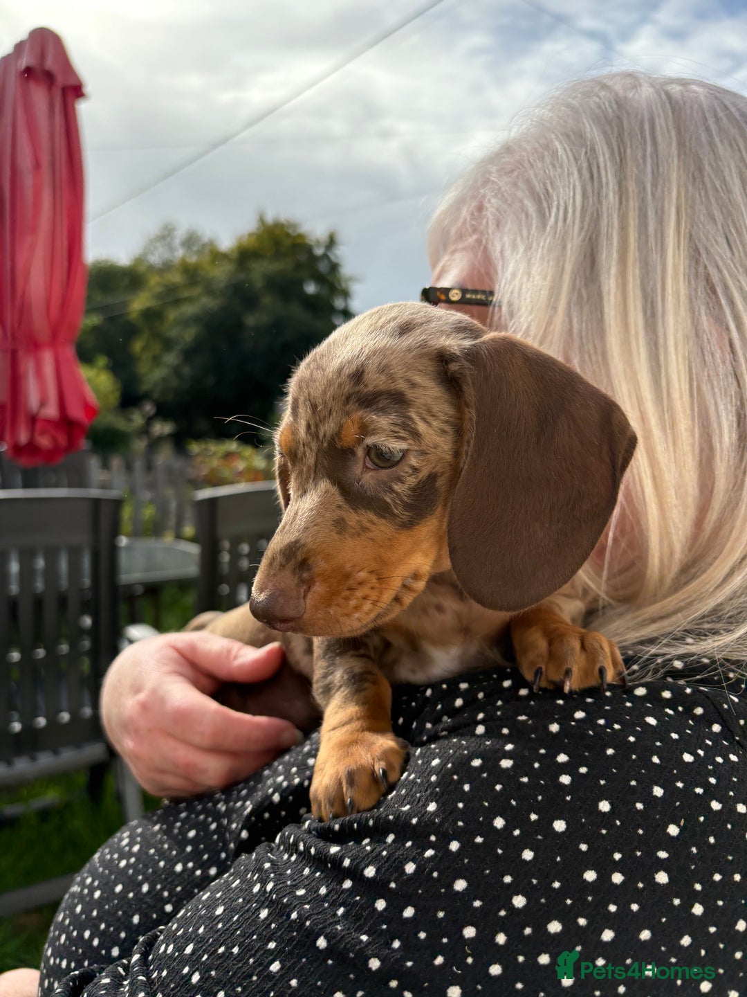 Miniature Dachshund dogs for sale: *READY NOW! 2 STUNNING KC REG MINI DACHSHUND BOYS* - Image 32
