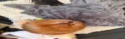 Pomeranian dogs for sale: Tiny Pomeranians  - Advert 11
