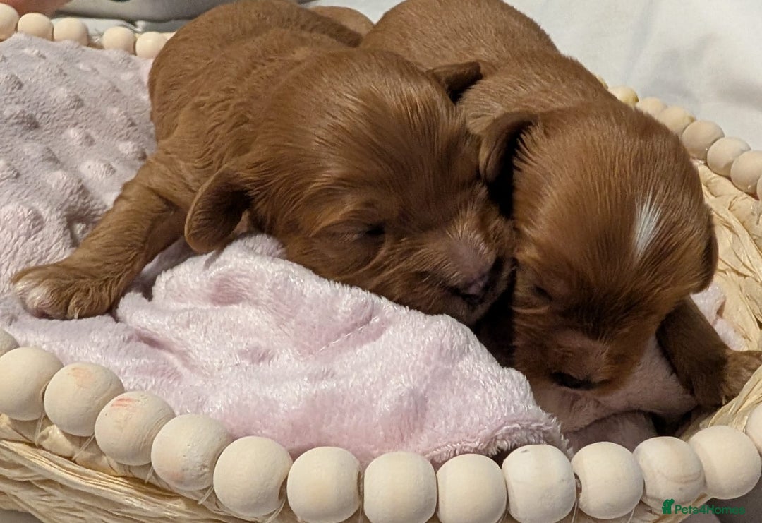 Cavapoo dogs for sale: Rare extensively health tested F1 cavapoos  - Image 23
