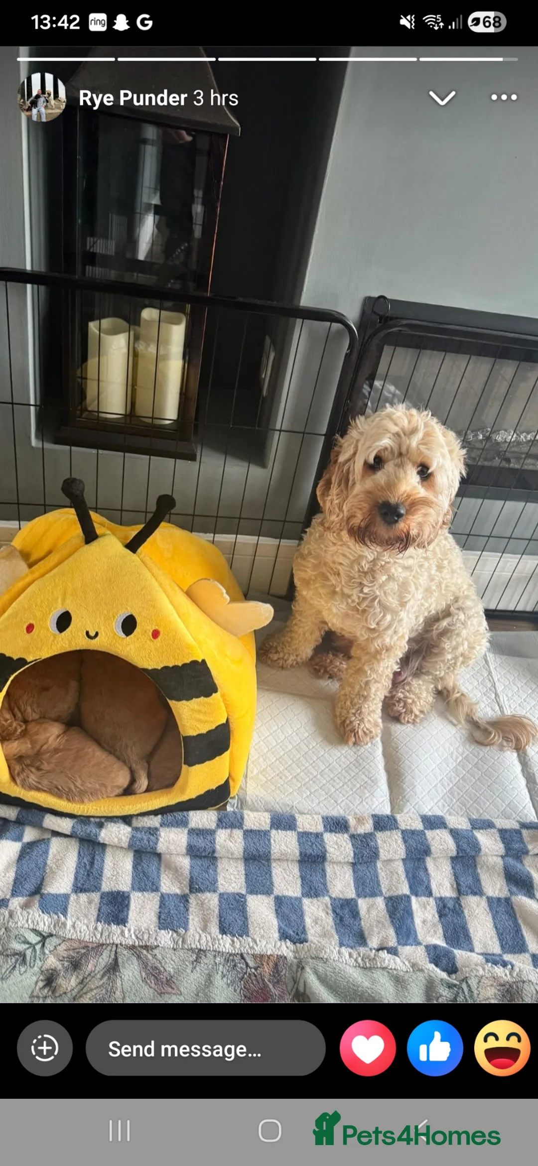 Cockapoo dogs for sale: Beautiful F2 Cockpoo in Sunderland - Advert 1