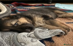 German Shepherd dogs for sale: KC Registered German Shepherd Puppies - Image 8
