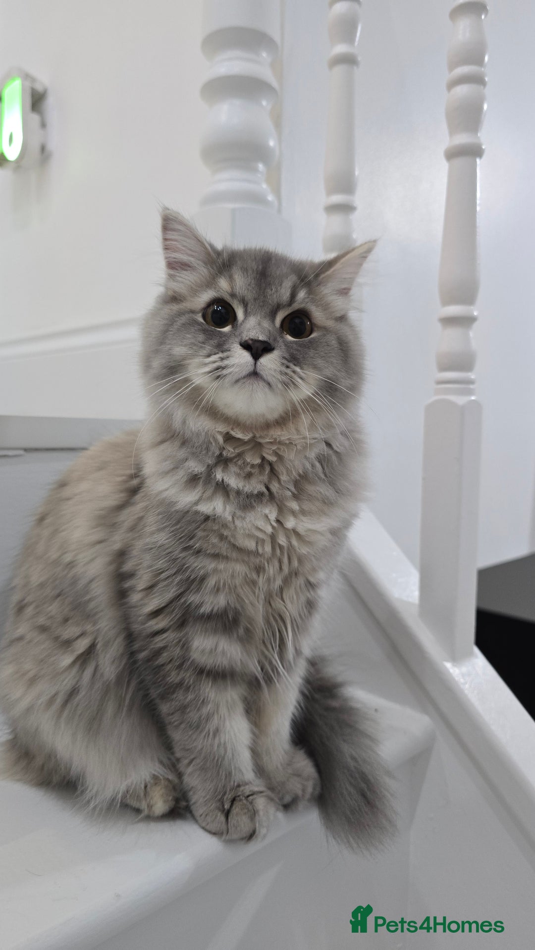 Persian cats for sale: Persian Dollface Kittens  - Image 16