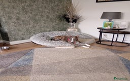 Whippet dogs for sale: Whippet pup for sale 8 months old - Image 1