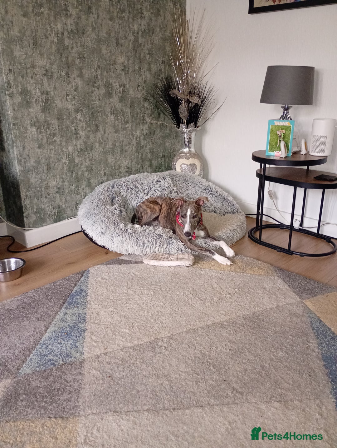 Whippet dogs for sale: Whippet pup for sale 8 months old - Image 1