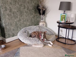 Whippet dogs - Advert 19