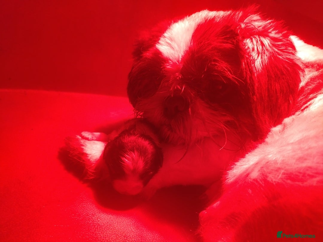 Shih Tzu dogs for sale: Beautiful shih tzus for loving homes - Advert 4