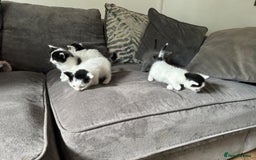 Mixed Breed cats for sale: Ragdoll cross - Image 3