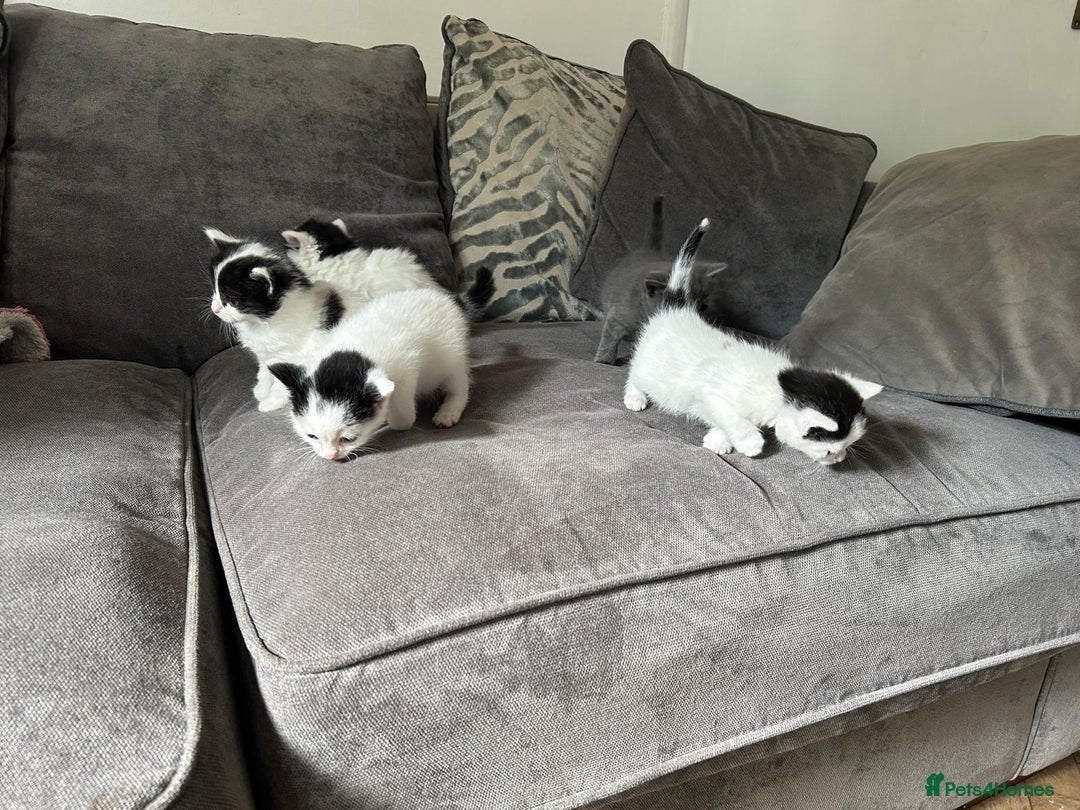 Mixed Breed cats for sale: Ragdoll cross - Image 3