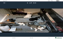 British Shorthair cats for sale: 4 female cats to rehome - Image 1
