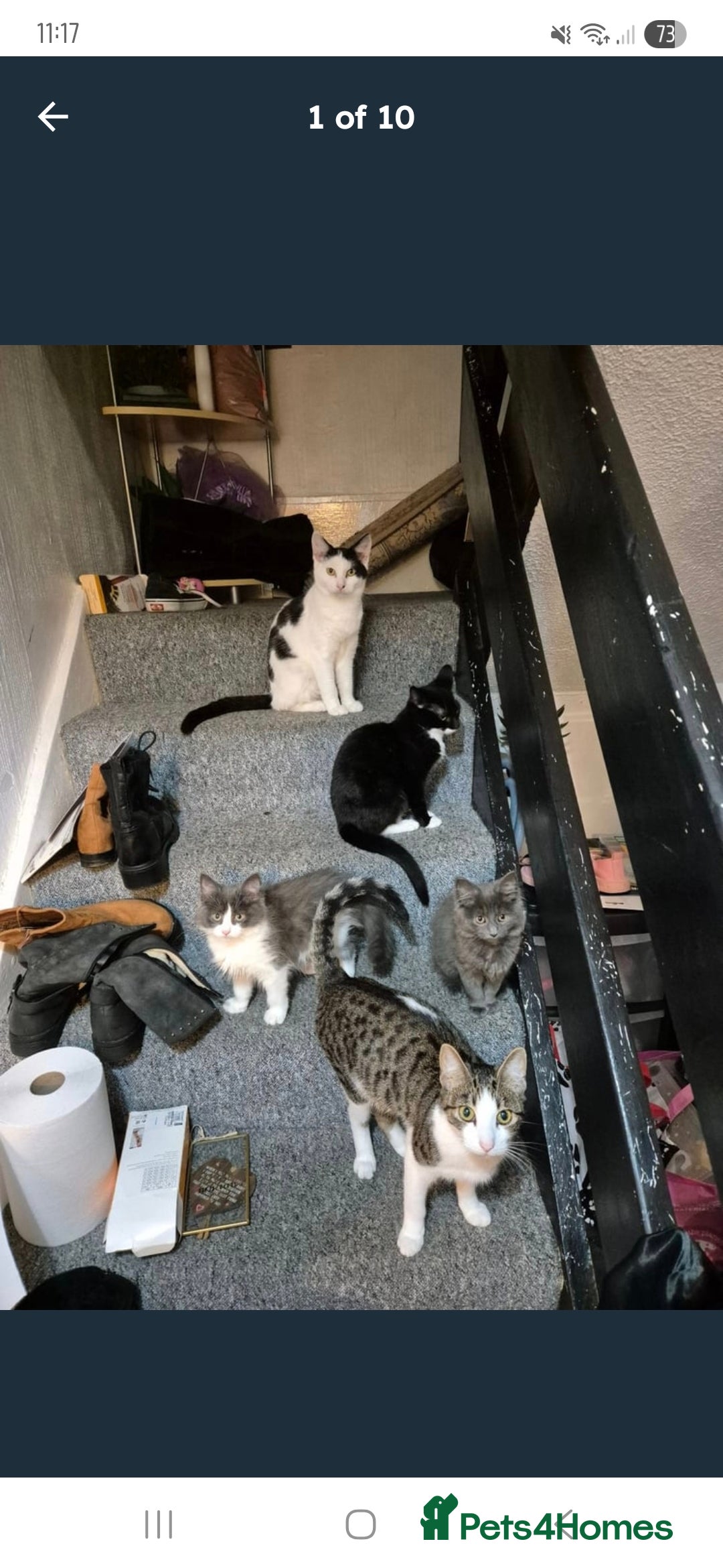 British Shorthair cats for sale: 4 female cats to rehome - Image 1