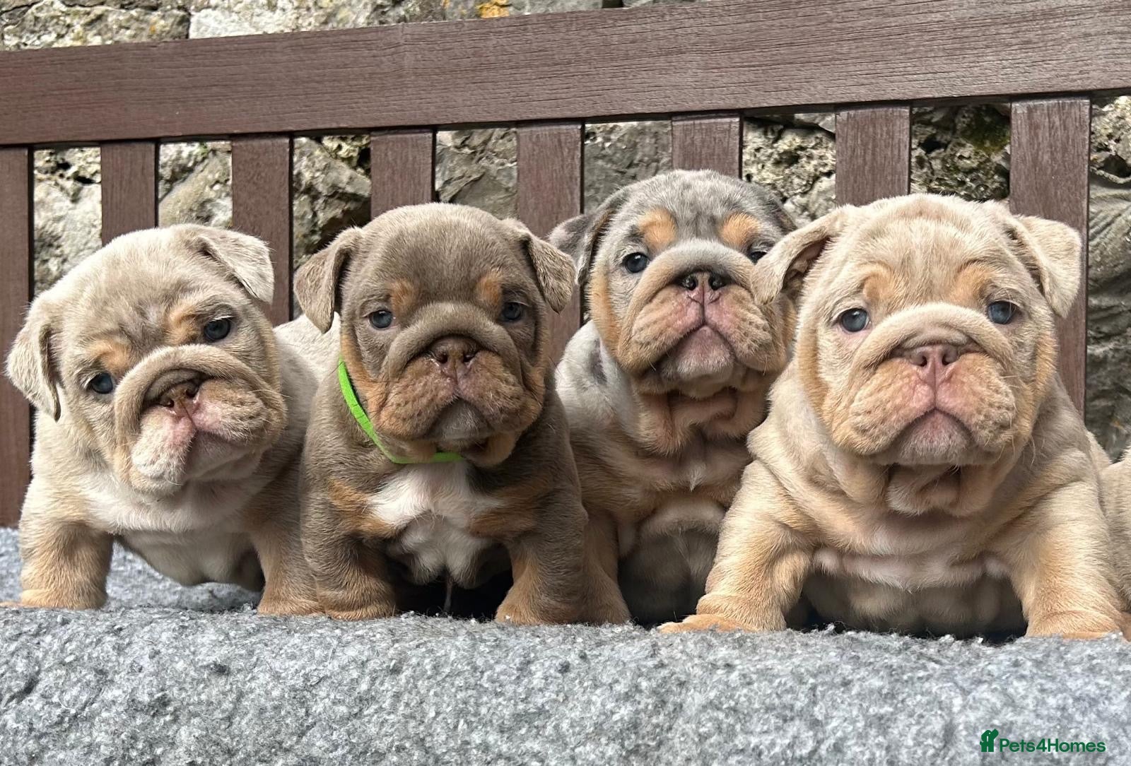 English Bulldog dogs Beautiful English bulldog puppies - Advert 3