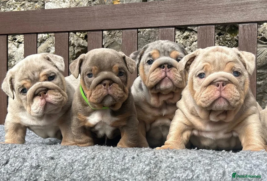 English Bulldog dogs for sale: Beautiful English bulldog puppies - Advert 1