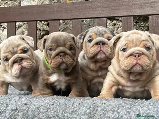 English Bulldog dogs Ready Tuesday! Outstanding Bulldog Puppies - Advert 4