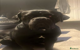 Cane Corso dogs for adoption: Male cane corso in Chester-le-Street - Image 2