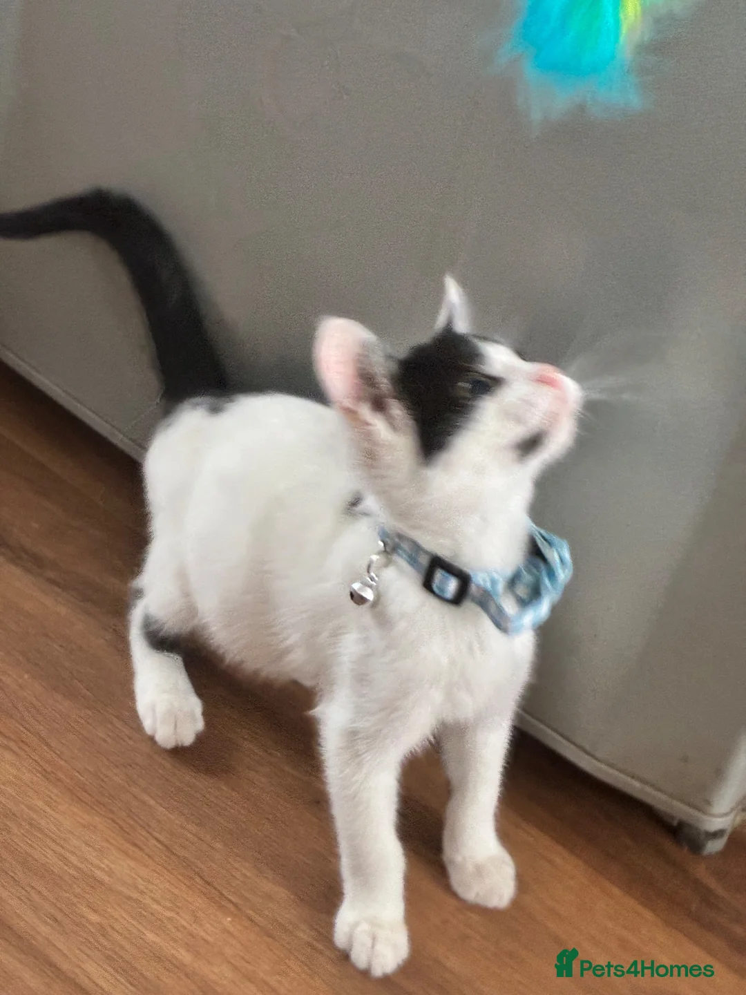 Domestic Shorthair cats for sale: 15 week male  kitten  in Uxbridge - Advert 5