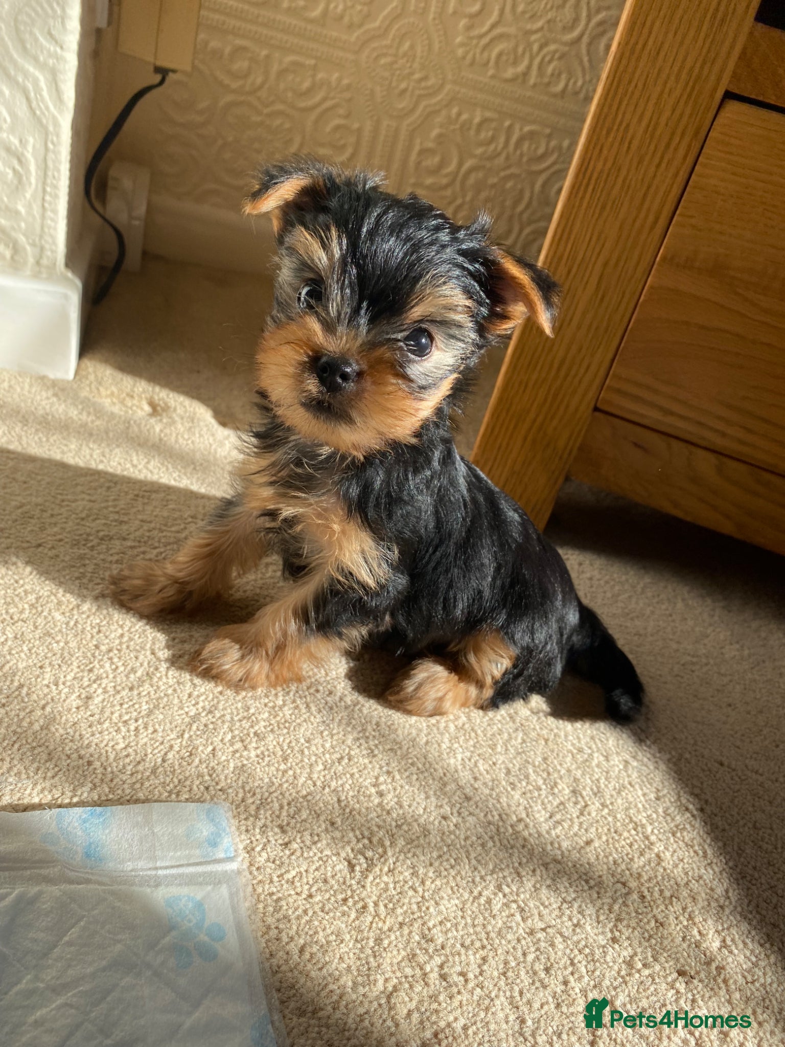 Yorkshire Terrier dogs Yorkshire Terrier Puppies  - Advert 2