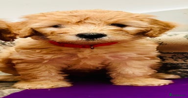 Labradoodle dogs - Advert 8