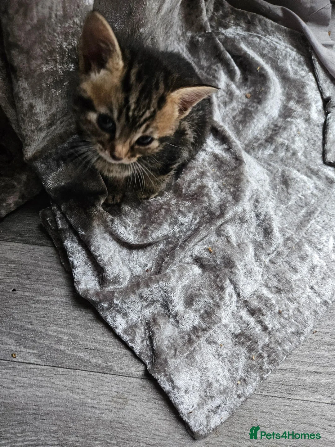Mixed Breed cats for sale: Gorgeous tabby kittens  - Advert 2