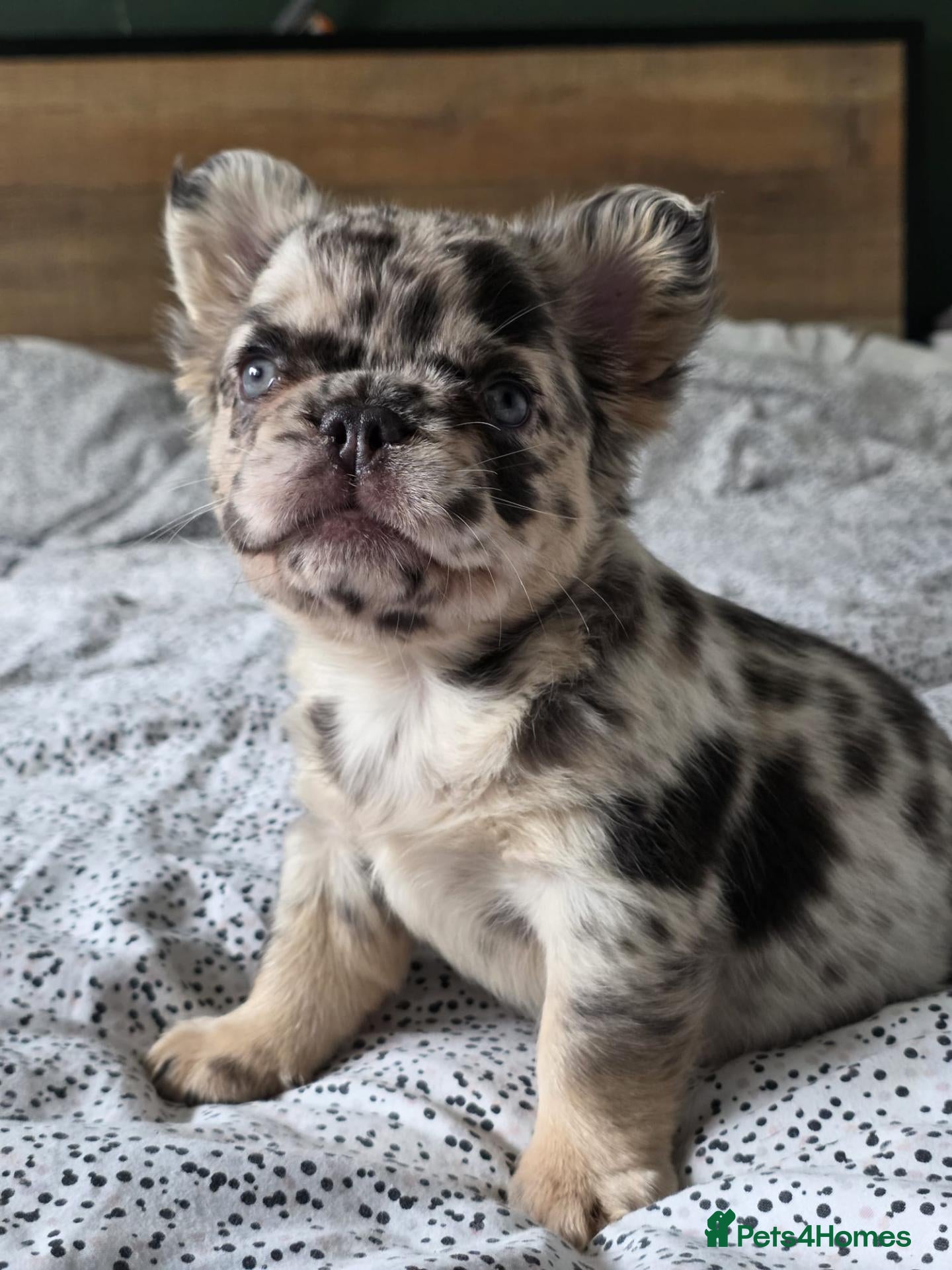 French Bulldog dogs 4 Stunning Full Fluffy French bulldog Pups - Advert 8