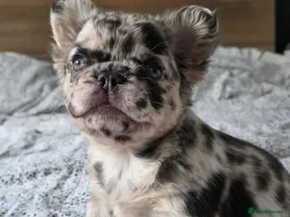 French Bulldog dogs 4 Stunning Full Fluffy French bulldog Pups - Advert 8