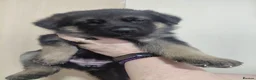 German Shepherd dogs for sale: German Shepherd male Ready now  - Advert 12