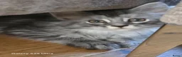 Maine Coon cats for sale: Ready now adorable maine coon Kittens 4bs & 1g - Advert 24