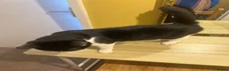 Mixed Breed cats for sale: Lovely mix breed cat for sale in Gloucester - Advert 2