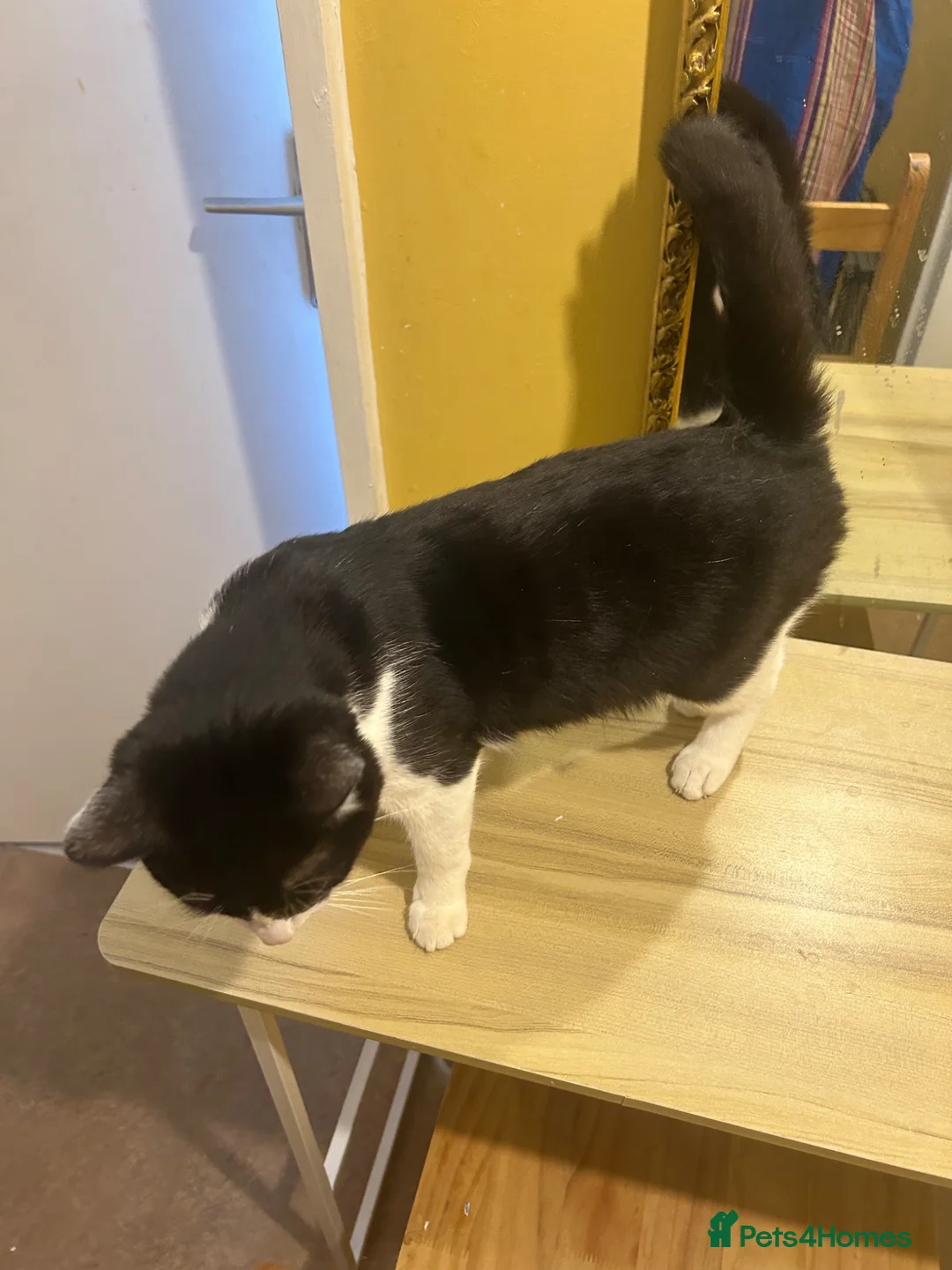 Mixed Breed cats for sale: Lovely mix breed cat for sale in Gloucester - Advert 2