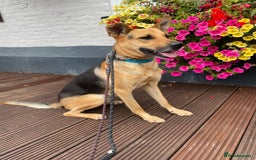 Mixed Breed dogs for adoption: Stunning Alfonz ready for love - Image 9