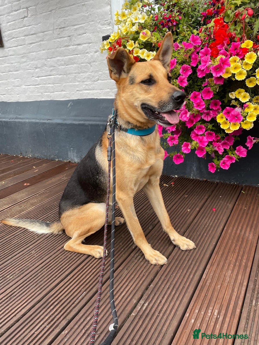 Mixed Breed dogs for adoption: Stunning Alfonz ready for love - Image 9