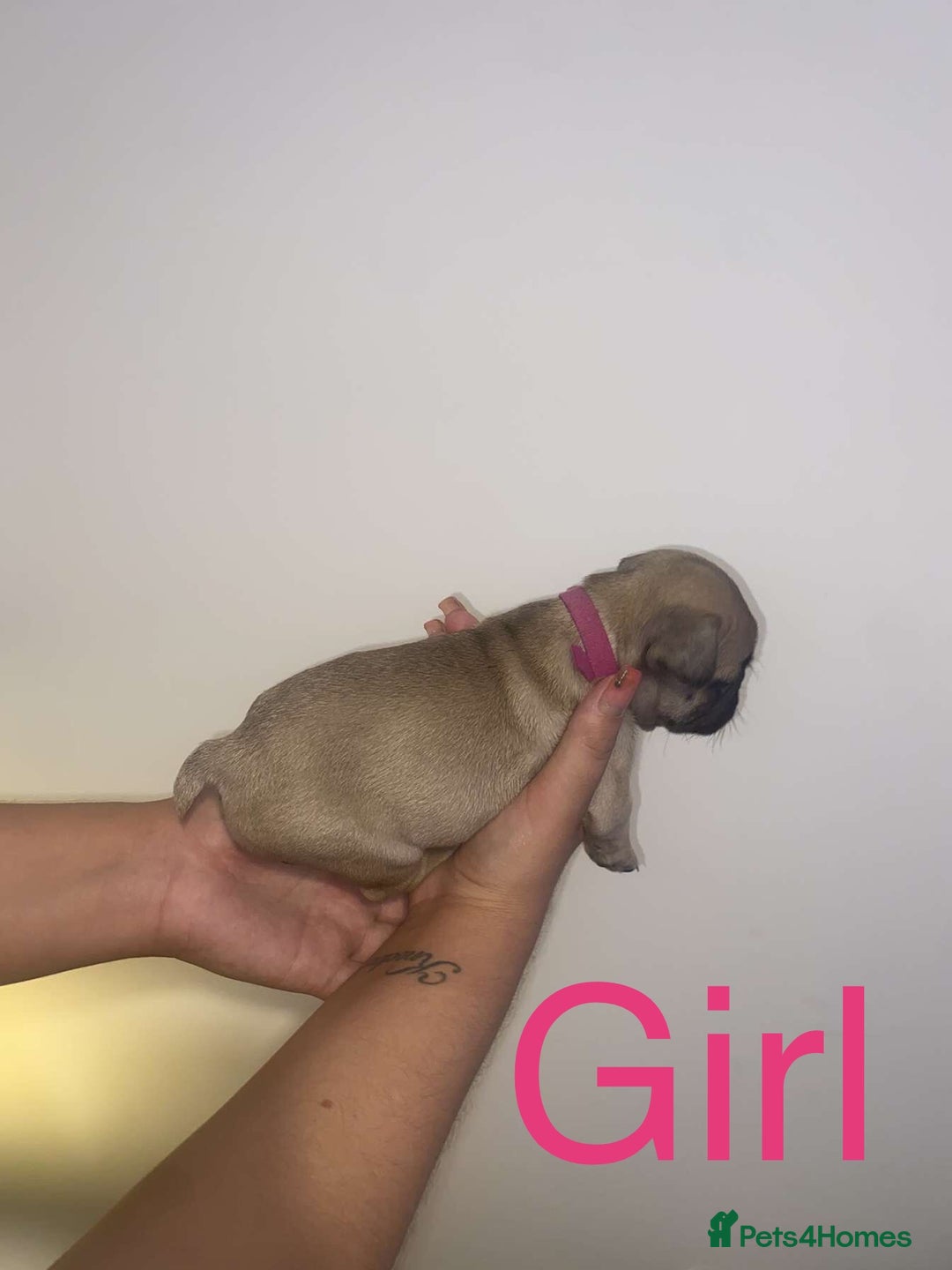 French Bulldog dogs for sale: 3 beautiful French bulldogs 😍 - Image 9