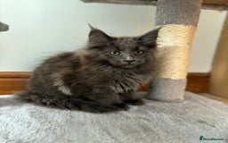 Maine Coon cats for sale: Stunning Maine Coon Kittens  - Image 15