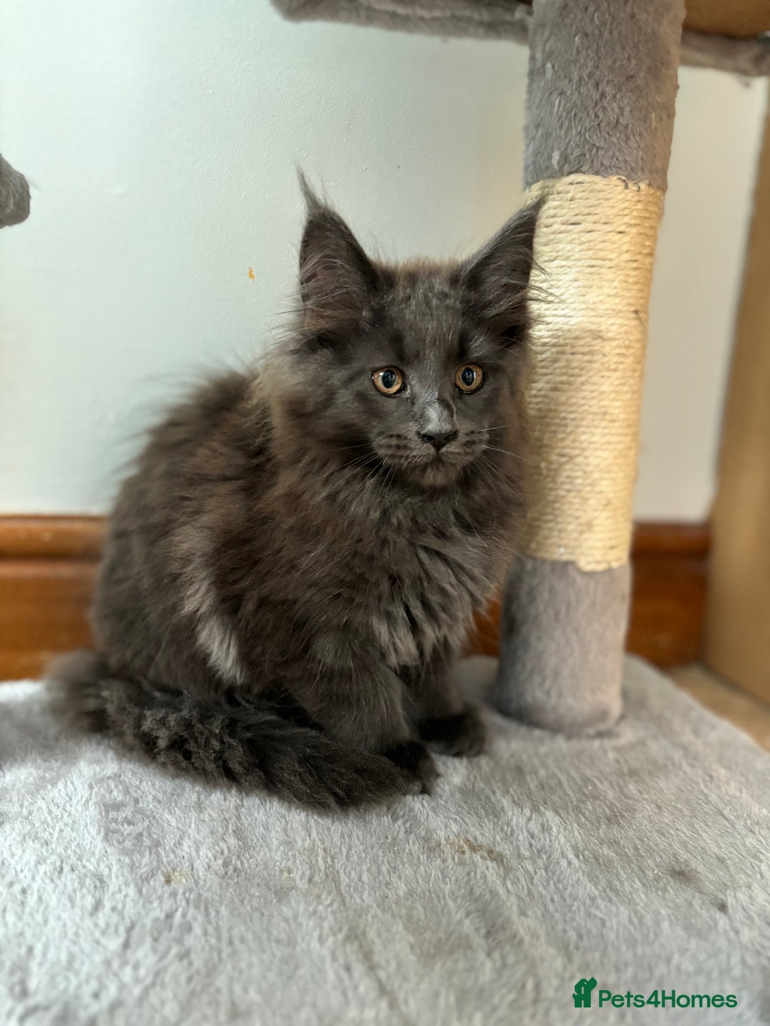 Maine Coon cats for sale: Stunning Maine Coon Kittens  - Image 15