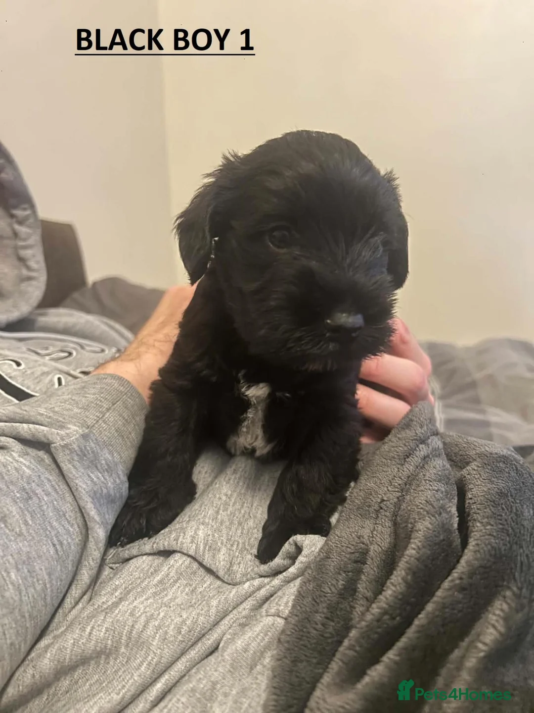 Miniature Schnauzer dogs for sale: 4 Beautiful KC Registered Puppies – 1 Girl, 3 Boys - Advert 19