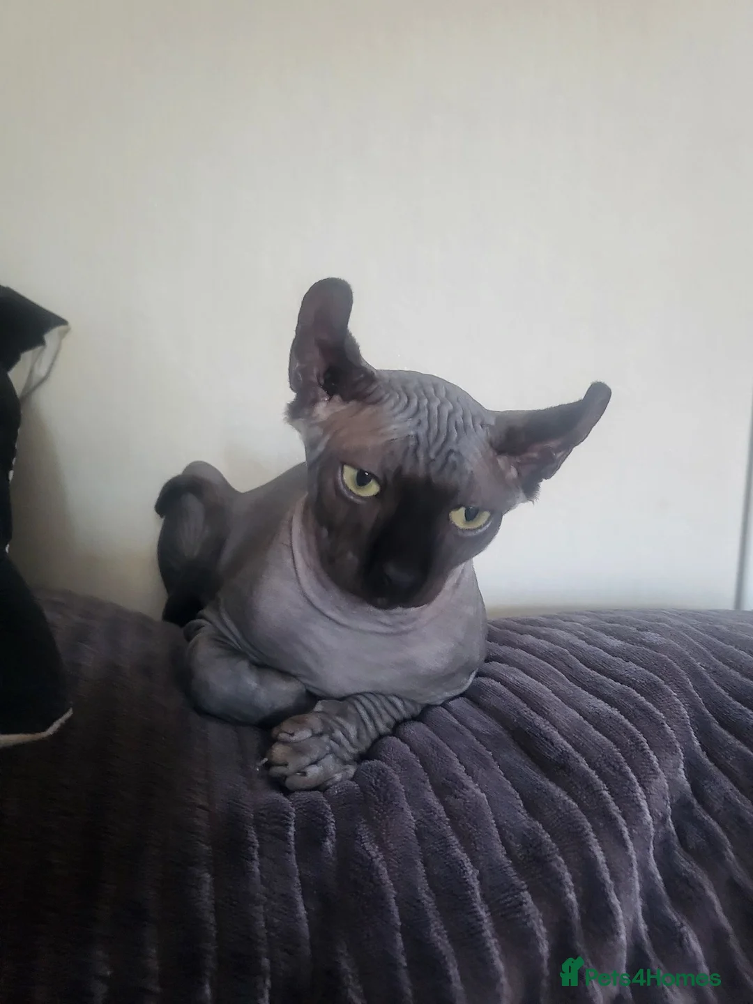 Sphynx cats for sale: Sphynx - Advert 5