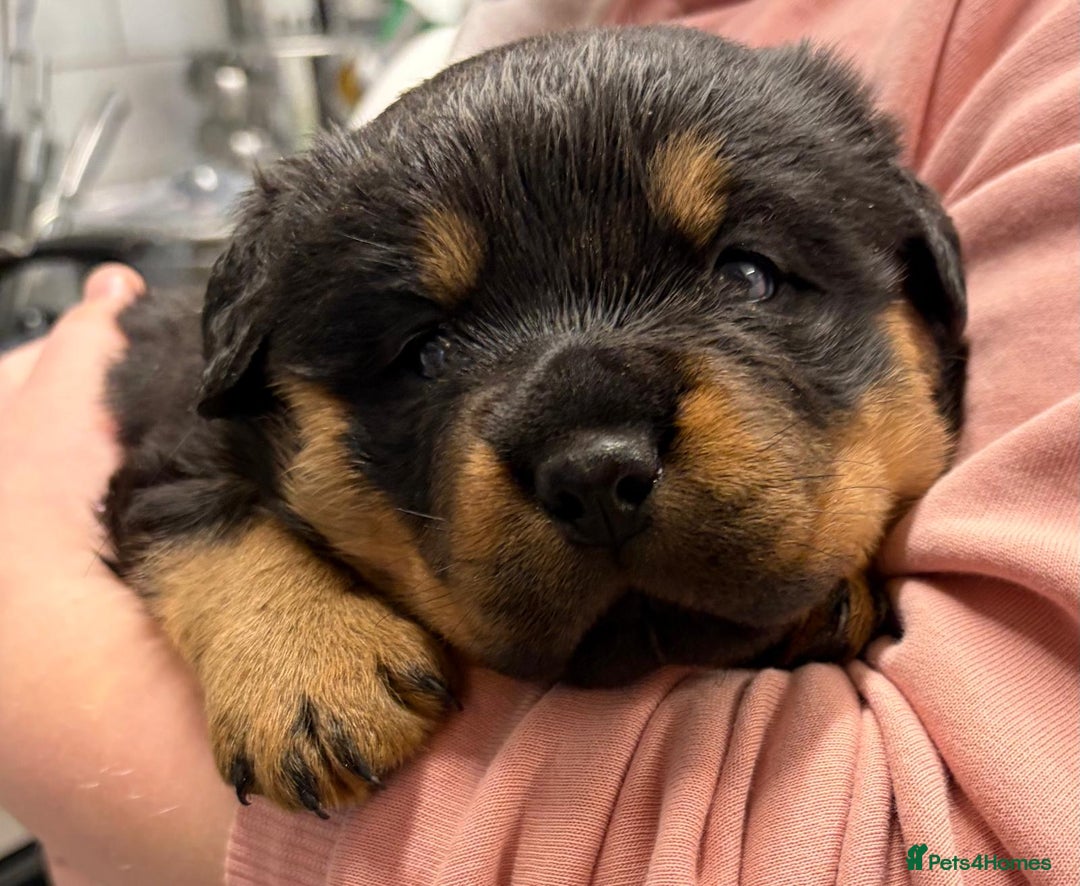Rottweiler dogs for sale: Rottweiler puppies  - Advert 4