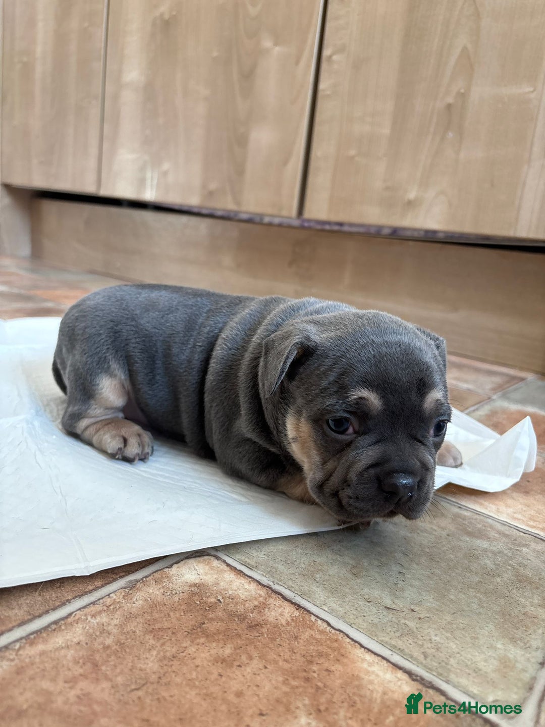 Mixed Breed dogs for sale: French bulldog cross pocket bully puppies  - Image 9