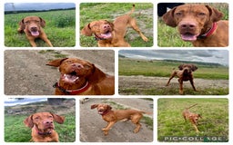 Hungarian Vizsla dogs for sale: Gorgeous KC reg Hungarian Vizsla puppies - Image 24
