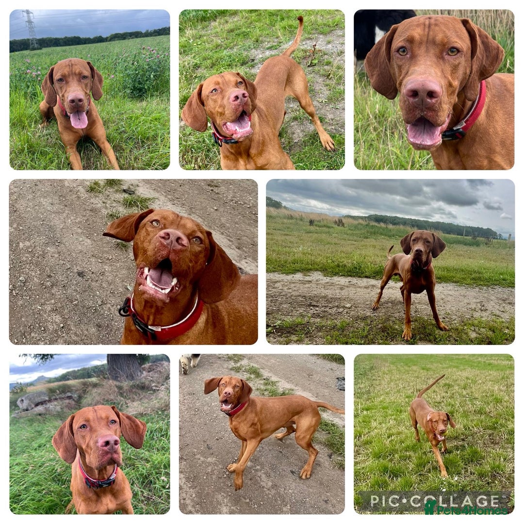Hungarian Vizsla dogs for sale: Gorgeous KC reg Hungarian Vizsla puppies - Image 24