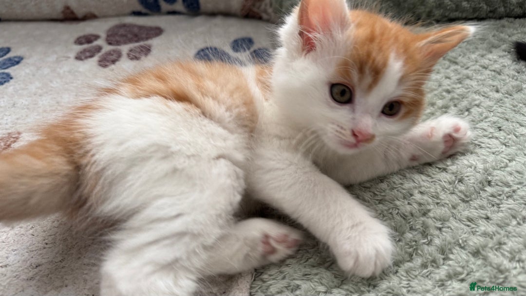 Domestic Shorthair cats for sale: Beautiful and adorable kittens for sale☺️ - Image 17