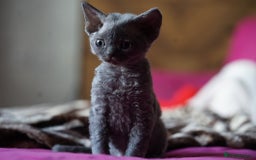Devon Rex cats for sale: 💙 Devon Rex Female Kitten Available 💙 - Image 7